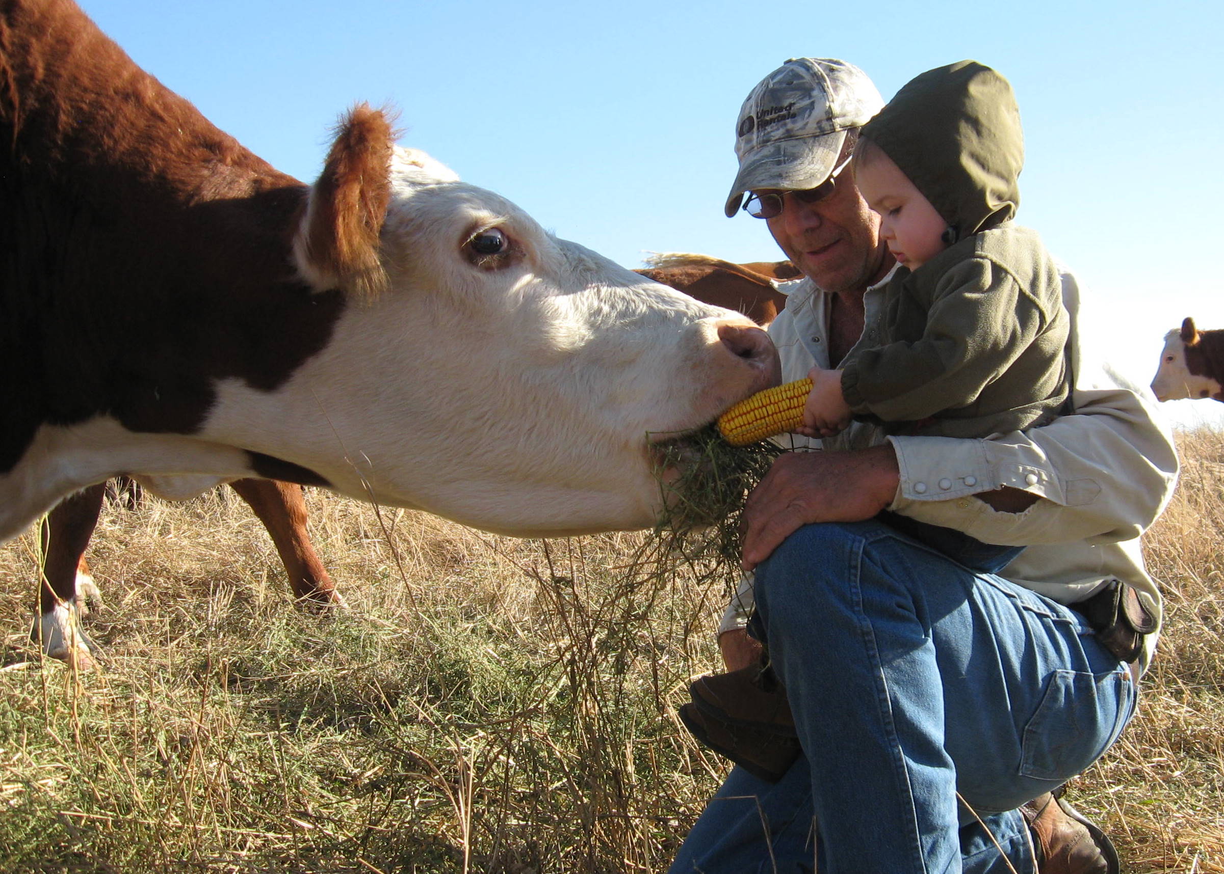 Cows Corn